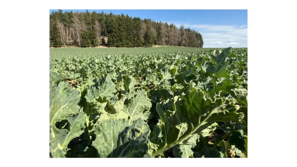 Jak zvýšit efektivitu v českém zemědělství?
