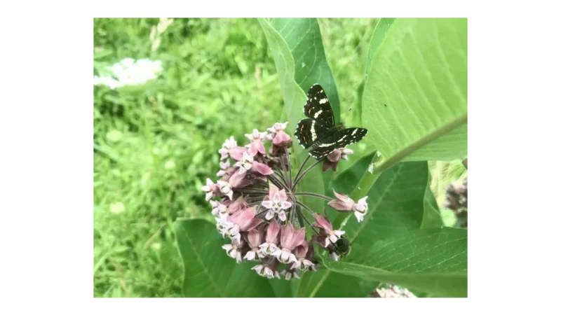 Nepůvodní rostliny a jejich vliv na ekosystémy