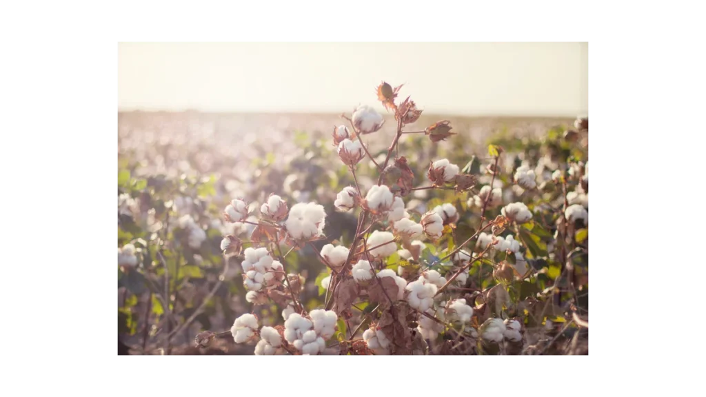 Tchibo: Udržitelnost s bio bavlnou ve všech produktech