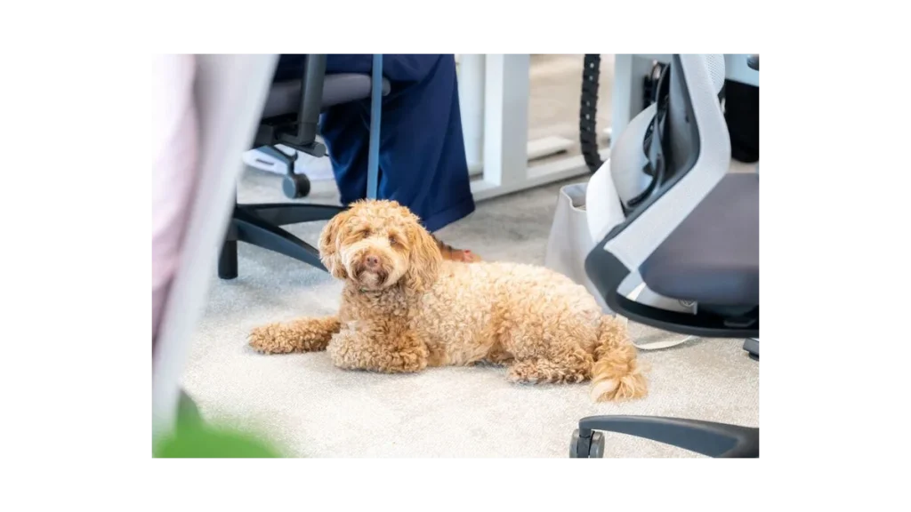 Mars: Pet-friendly kanceláře mění pohled na práci