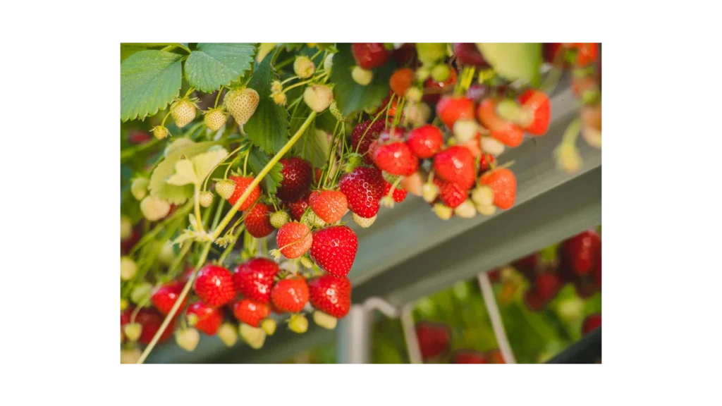Farma Hanč: Vraňanské jahody bez pesticidů