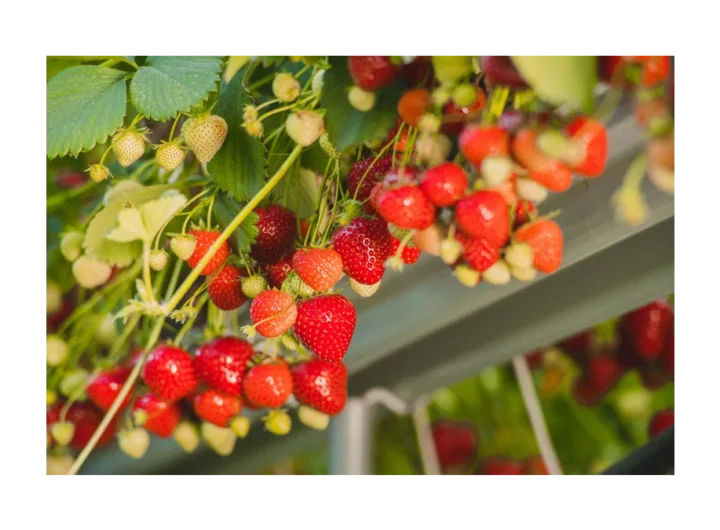 Farma Hanč: Vraňanské jahody bez pesticidů