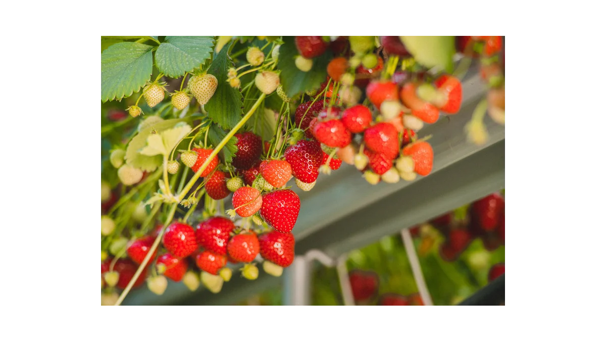Farma Hanč: Vraňanské jahody bez pesticidů