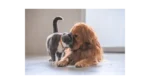 Dog & Cat TV: Nový kanál pro milovníky mazlíčků