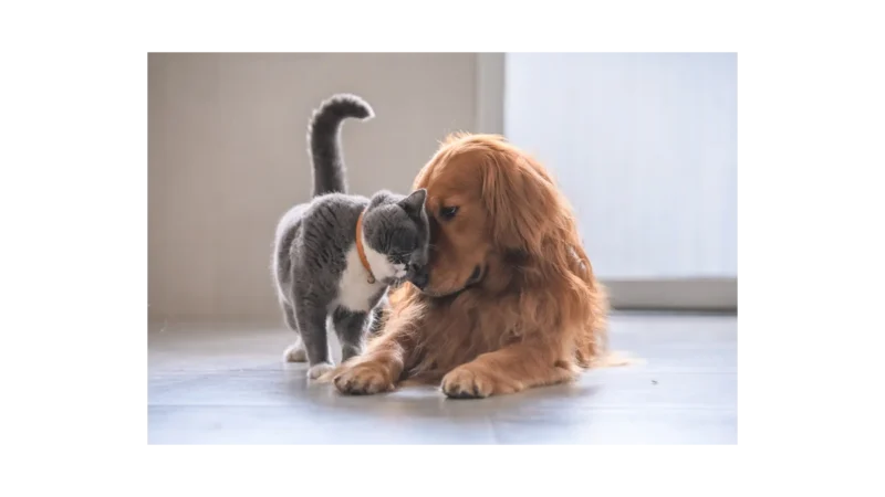 Dog & Cat TV: Nový kanál pro milovníky mazlíčků