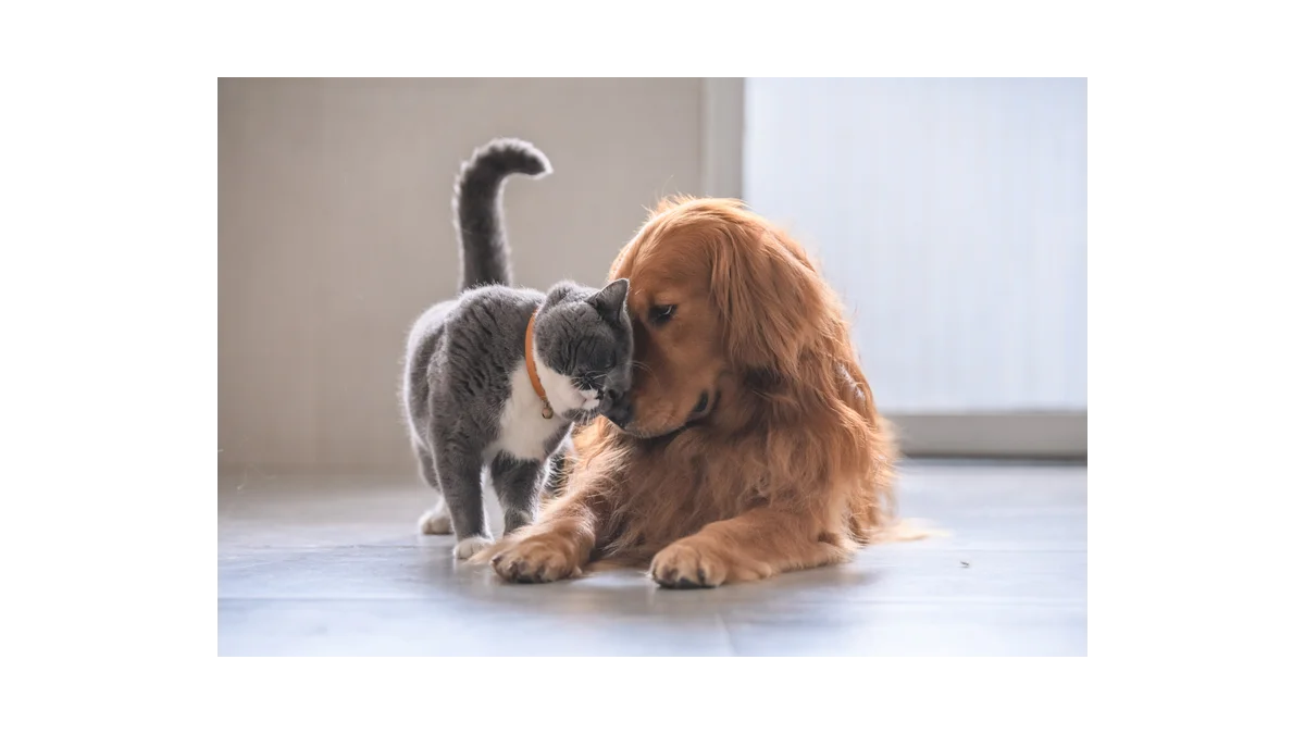 Dog & Cat TV: Nový kanál pro milovníky mazlíčků