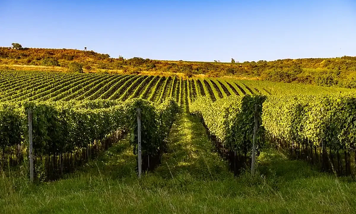 Dvacet držitelů prestižního titulu Master of Wine z devíti zemí navštívilo Znojemsko