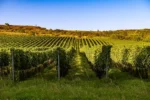 Dvacet držitelů prestižního titulu Master of Wine z devíti zemí navštívilo Znojemsko