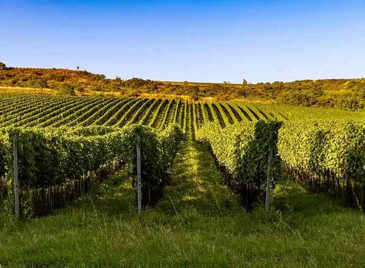 Dvacet držitelů prestižního titulu Master of Wine z devíti zemí navštívilo Znojemsko