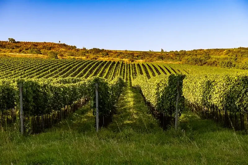 Dvacet držitelů prestižního titulu Master of Wine z devíti zemí navštívilo Znojemsko